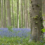 Hallerbos 